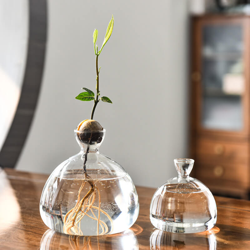 Avocado Hydroponic Vase