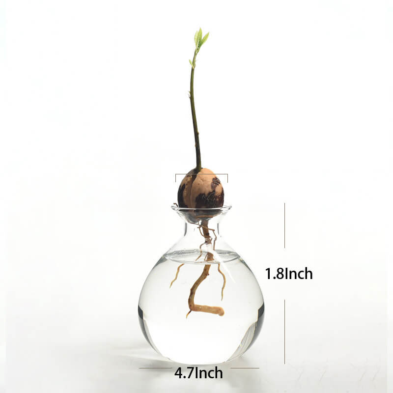 Avocado Hydroponic Vase