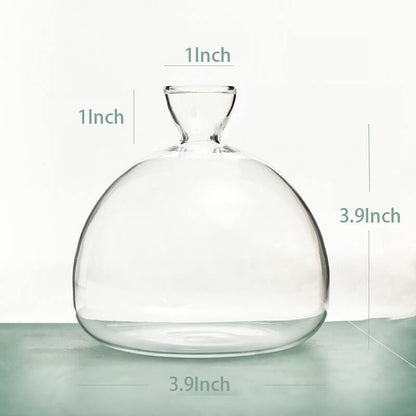 Avocado Hydroponic Vase