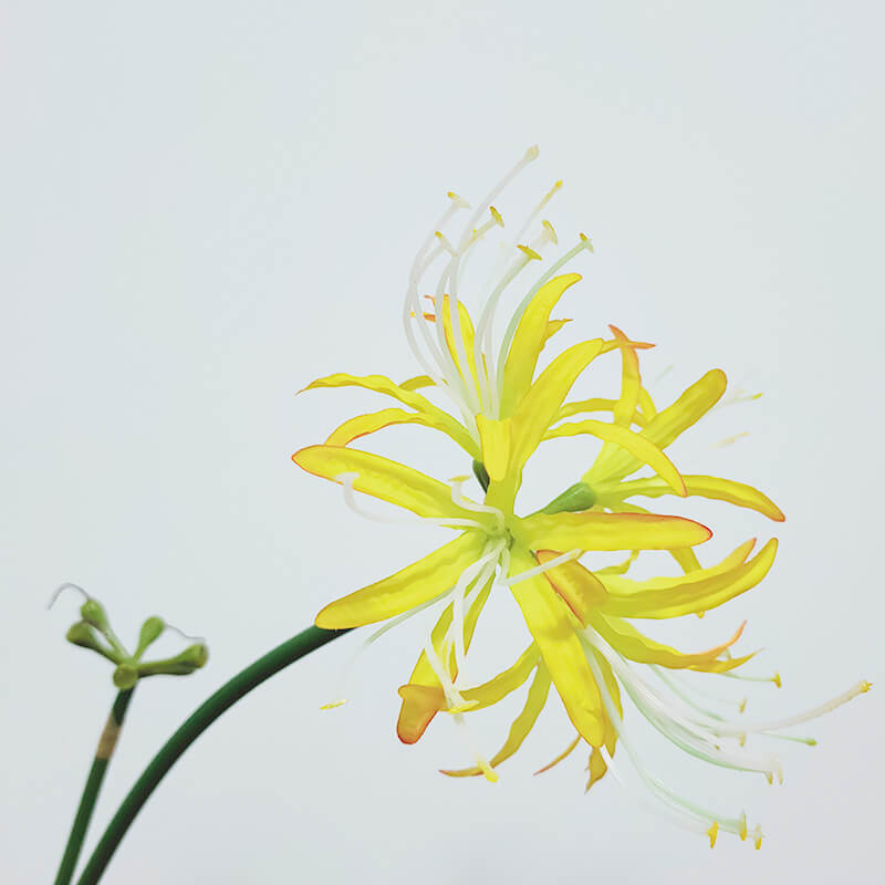 Artificial Single Stem Lycoris Radiata