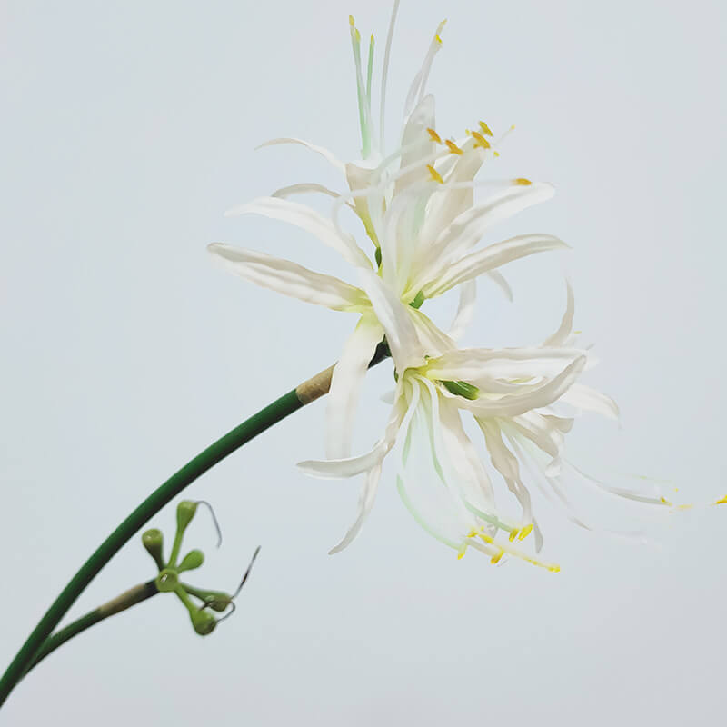 Tallo único artificial Lycoris radiata