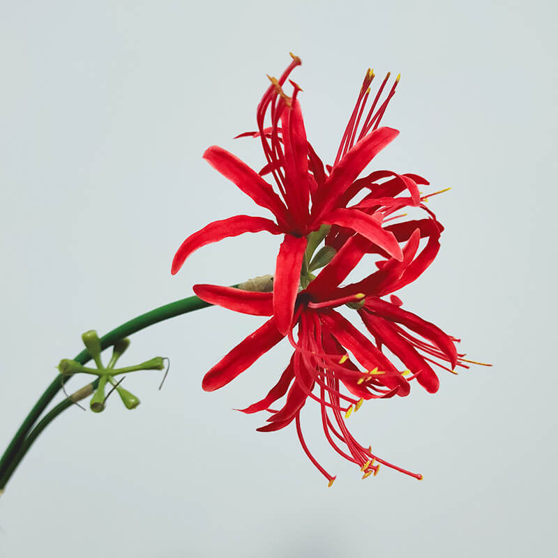 Tallo único artificial Lycoris radiata