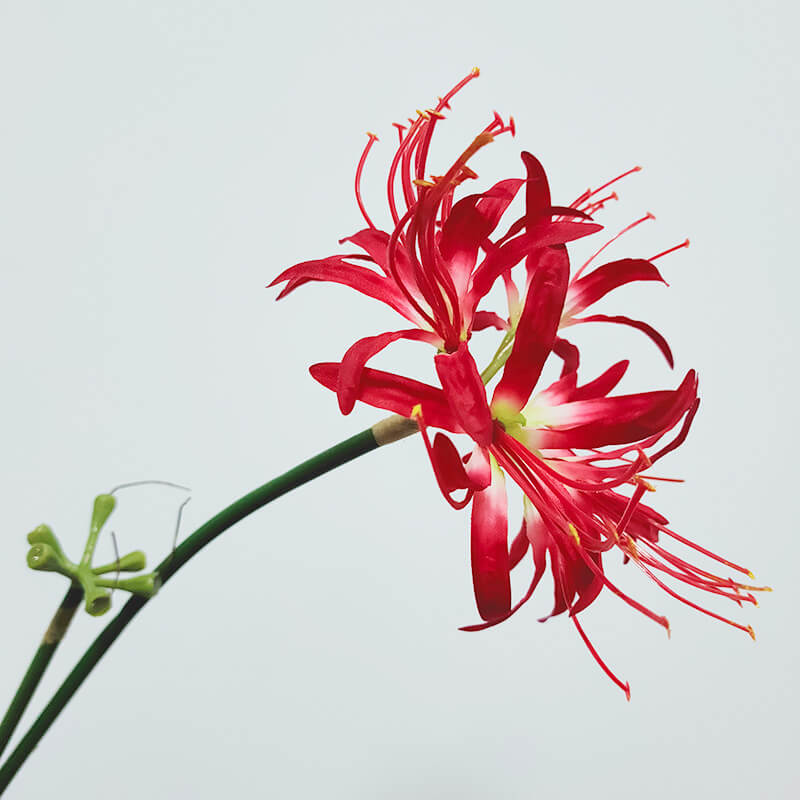 Artificial Single Stem Lycoris Radiata